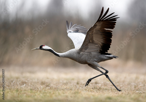 Common crane (Grus grus) bird