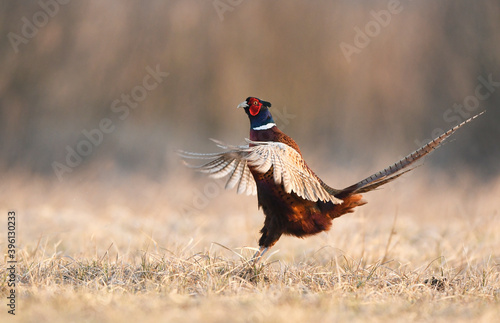 Ringneck Pheasant (Phasianus colchicus) male photo