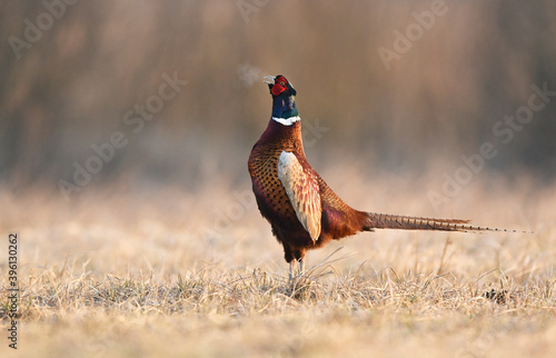Canvas Print Ringneck Pheasant (Phasianus colchicus) male