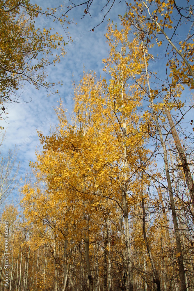 Gold Above Us, Elk Island National Park, Alberta Gold Above Us, Elk Island National Park, Alberta