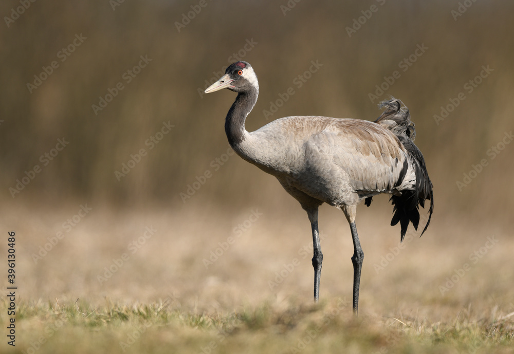Fototapeta premium Common crane ( Grus grus ) bird