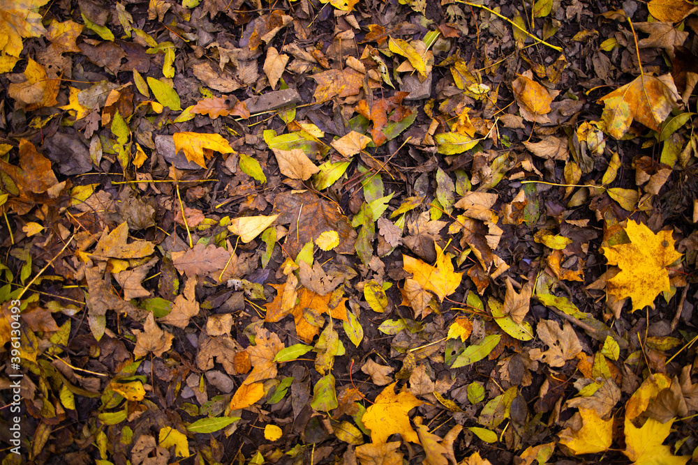 autumn leaves background autumn leaves background