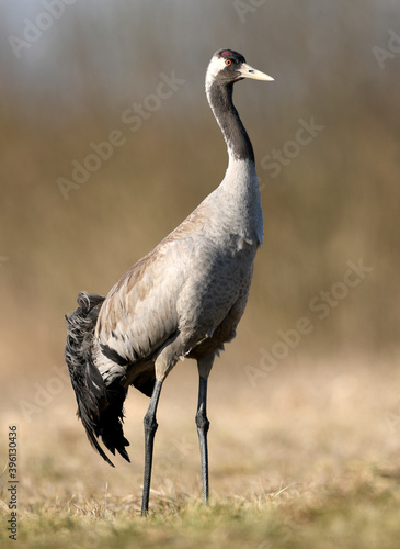 Common crane ( Grus grus ) bird