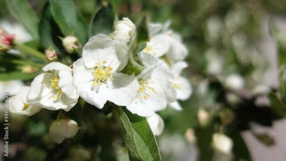 Fototapeta premium close up of white flower