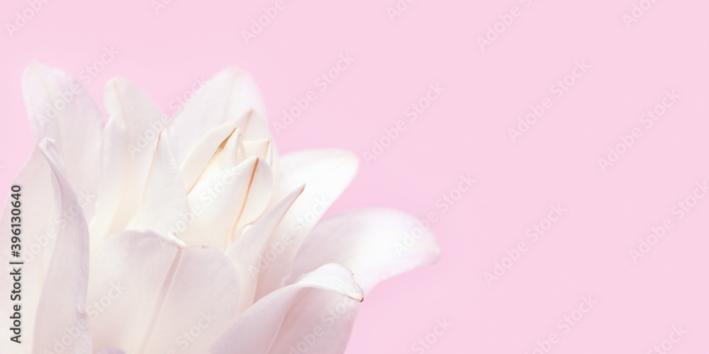 Beautiful floral banner with white peony lily. Tender flower petals close up.