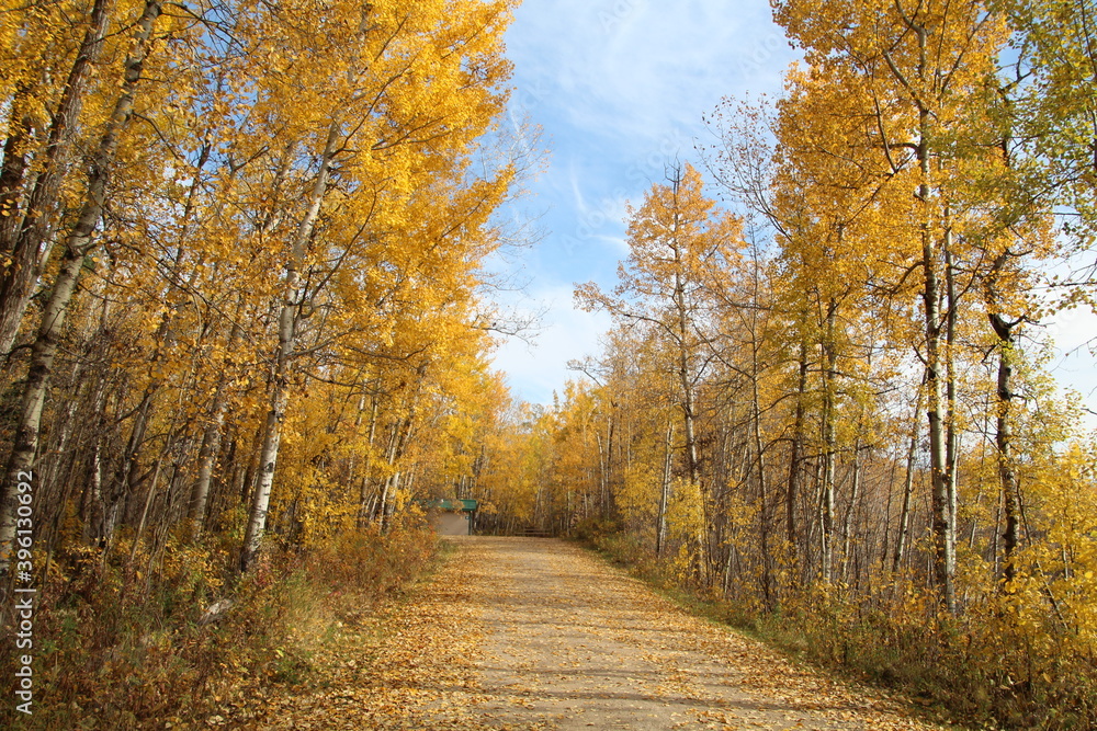 Golden Trail, Elk Island National Park, Alberta