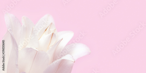 Beautiful floral banner with white peony lily. Tender flower petals close up.