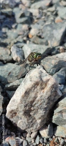 dragonfly on stone