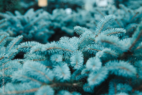 Christmas wreath
