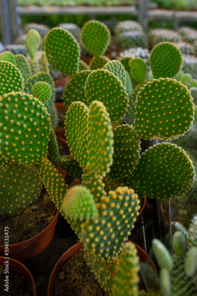 Cactuses in pots Cactuses in pots