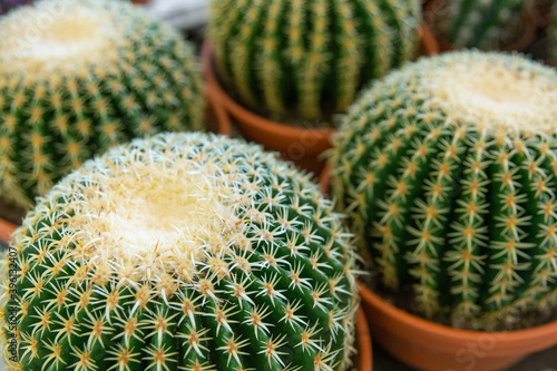 Cactuses in clay pots