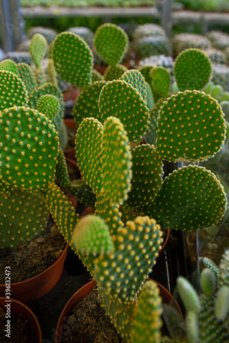Cactuses in pots