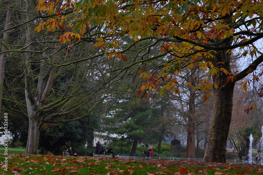 Naklejka premium autumn in the park with trees