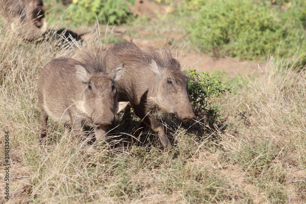 Warzenschwein / Warthog / Phacochoerus africanus Warzenschwein / Warthog / Phacochoerus africanus