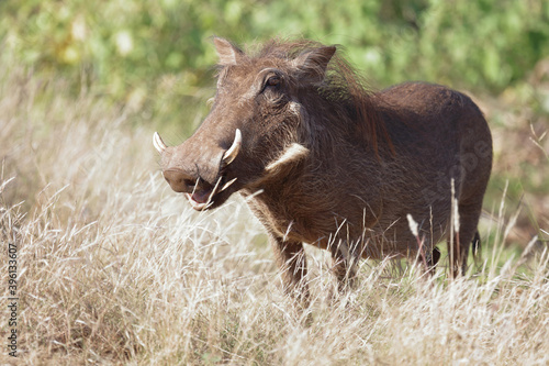 Warzenschwein / Warthog / Phacochoerus africanus.. photo