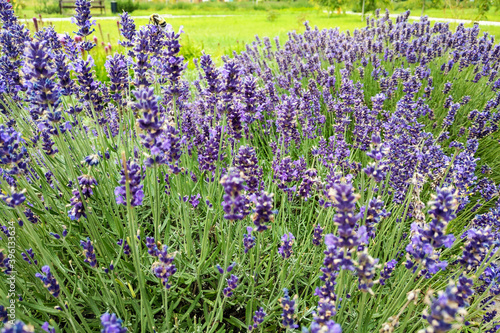 Lavender flower field diminishing to distant soft focus but with emphasis on front as a horizontal image.