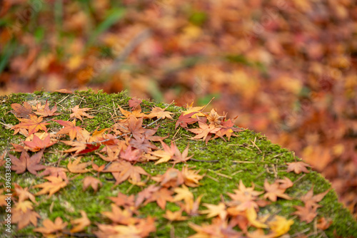 紅葉のモミジ 