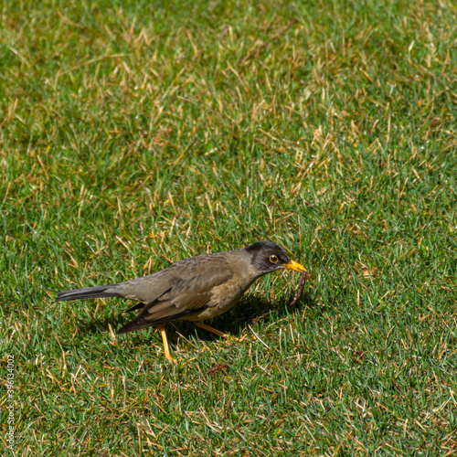Clouse up view of Austral thrush (Turdus falcklandii) on a green grass in Patagonia, Argentina