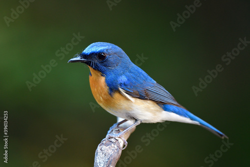 close up of beautiful blue and orang bird posting on wooden branch, Chinese blue flycatcher © prin79