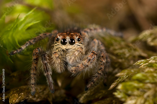 A jumping spider (Philaeus chrysops) female, Italian alps. photo