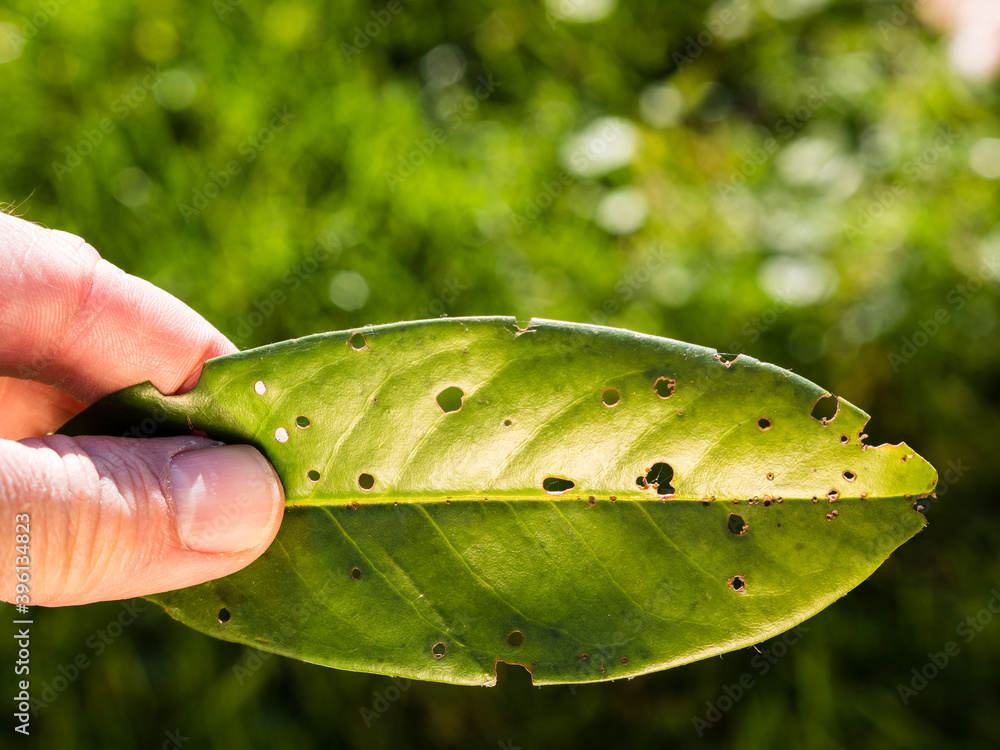 shot hole disease (Stigmina carpophila) of cherry laurel Prunus Stock