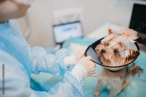 Yorkshire Terrier dog in a protective collar in a veterinary clinic