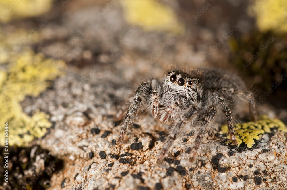 A jumping spider (Philaeus chrysops) female, Italian alps.