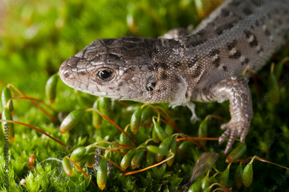 Naklejka premium Sand lizard (Lacerta agilis) juvenile, italian alps.