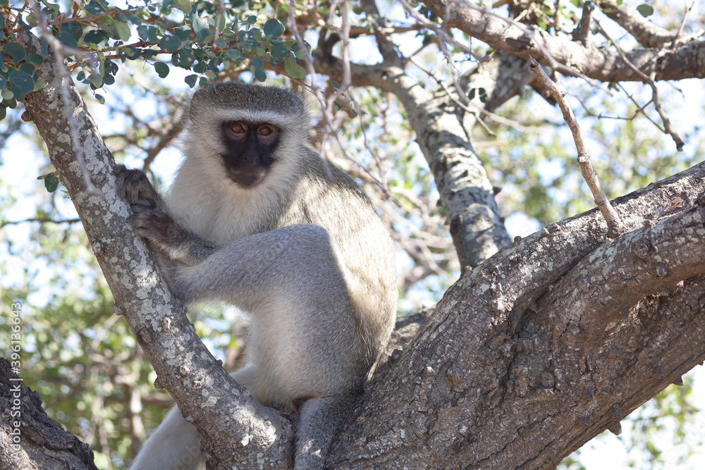 Obraz premium Grüne Meerkatze / Vervet monkey / Cercopithecus aethiops .