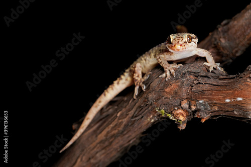 Mediterranean house gecko (Hemidactylus turcicus) portrait, Italy.