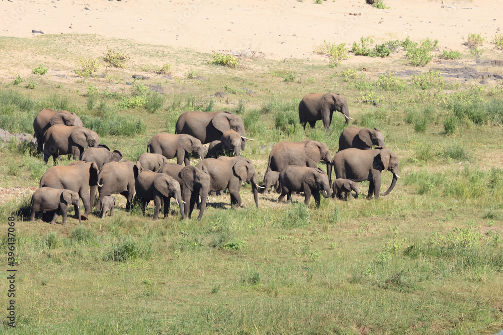 Afrikanischer Elefant / African elephant / Loxodonta africana Afrikanischer Elefant / African elephant / Loxodonta africana