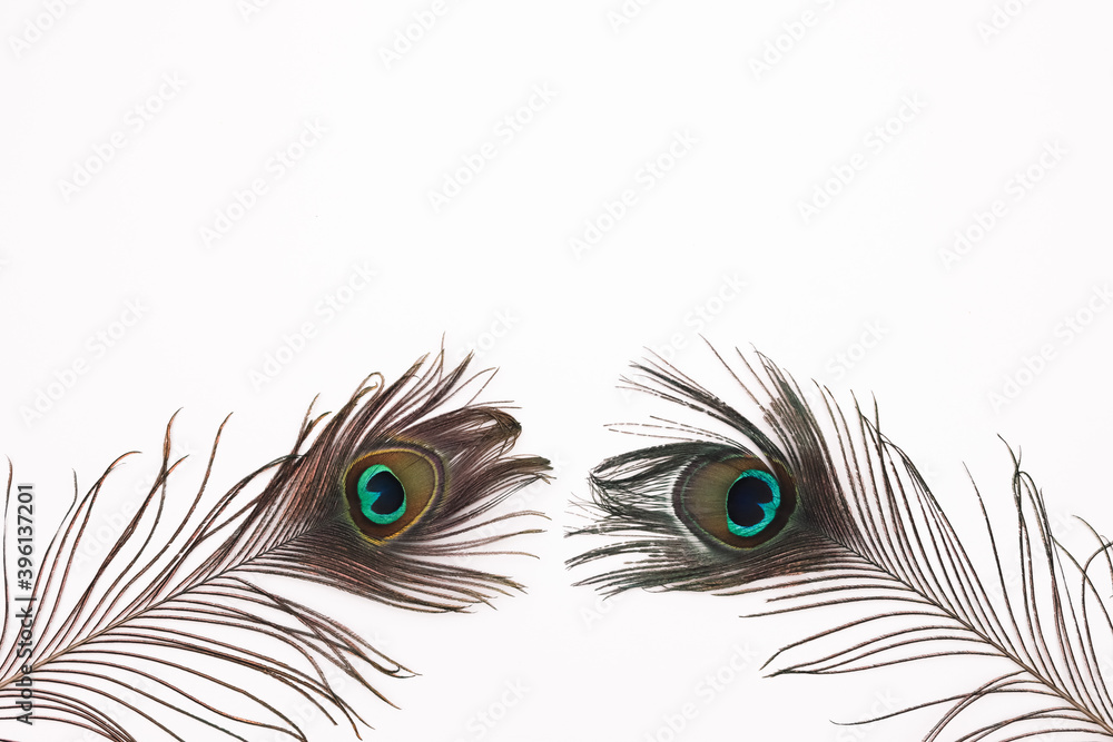 Fototapeta premium Pfauenfedern auf weißen Hintergrund