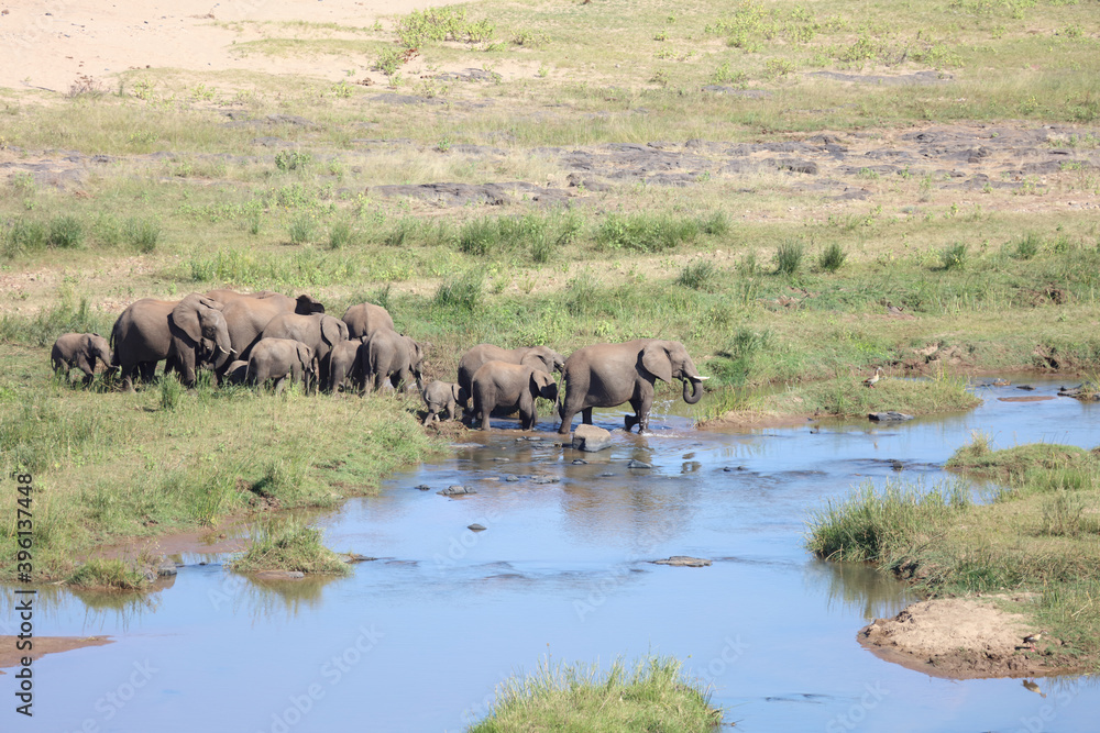 Afrikanischer Elefant im Olifants River/ African elephant in Olifants River / Loxodonta africana Afrikanischer Elefant im Olifants River/ African elephant in Olifants River / Loxodonta africana