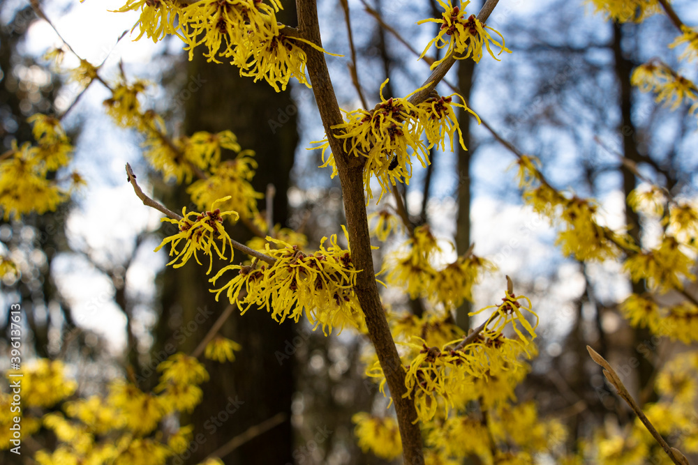 View of the beautiful yellow and red twigs. View of the beautiful yellow and red twigs.