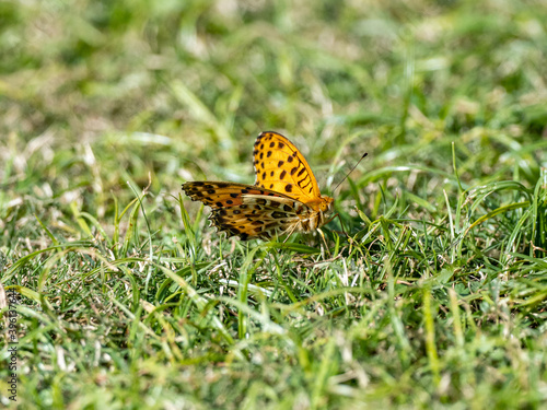 Indian Fritillary butterfly resting on grass 2