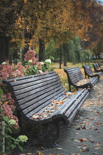 Wooden bench in a city park in autumn. Fall landscape