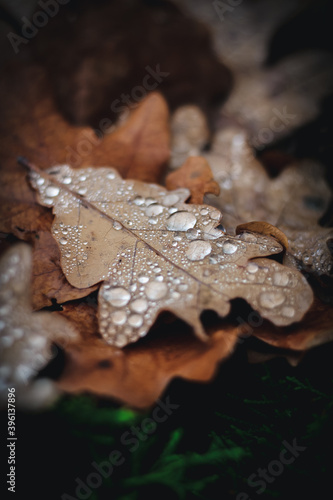 Rain drops on brown oak leaves in autumn