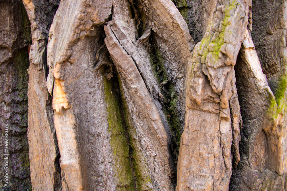 Closeup of texture background of an old oak tree bark. Closeup of texture background of an old oak tree bark.