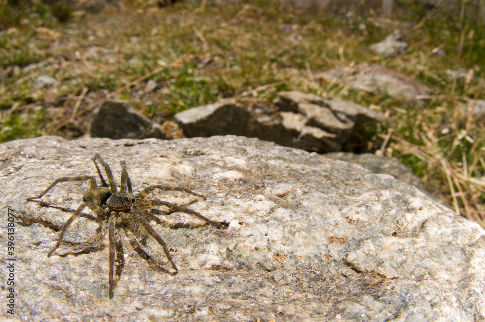 Giant alpine spider (Vesubia jugorum) in its habitat, Italian alps.