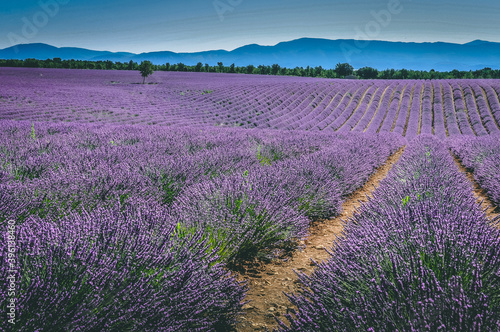 lavender field in region © Filip