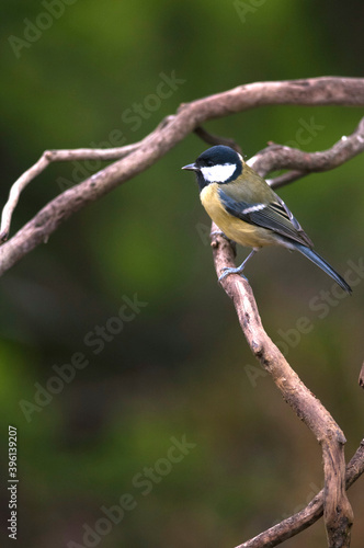 Great tit (Parus major), Apennine mountains, Italy.