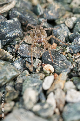Wolf spider (Arctosa cinerea) near a stream, Italy.