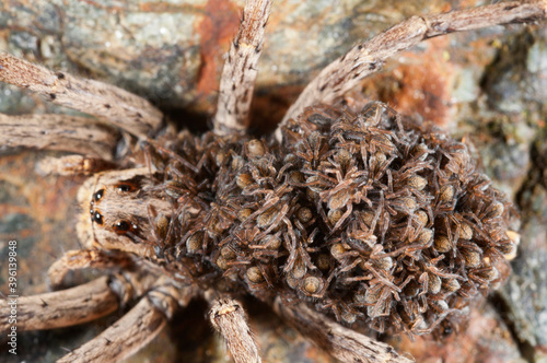 Wolf spider (Hogna radiata) female with juveniles on its back, Italy.