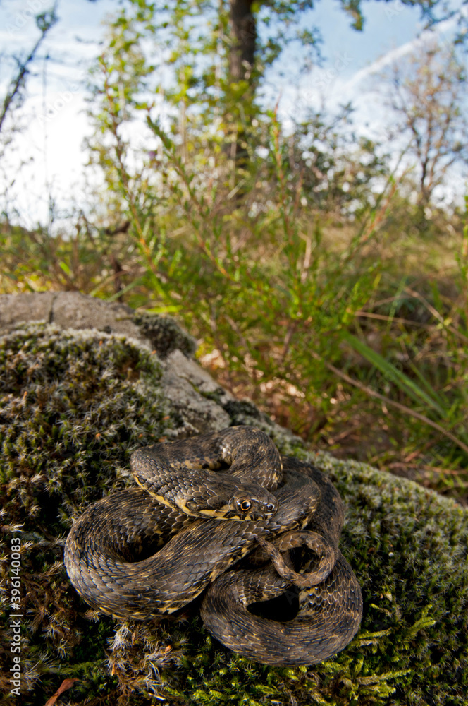 Fototapeta premium Viperine water snake (Natrix maura).