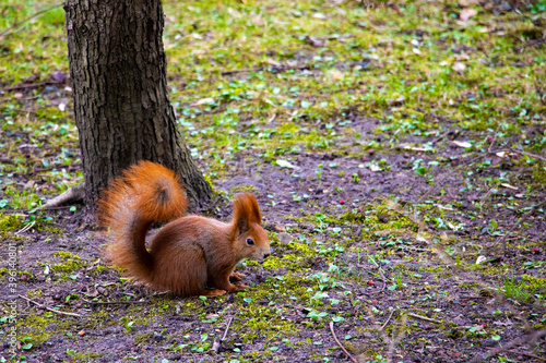 Beautiful squirrel with a bushy tail sits in the park and eats a nut. © Dzmitry