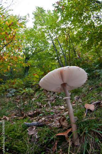 A parasol mushroom (Macrolepiota procera), Tuscany, Italy. photo