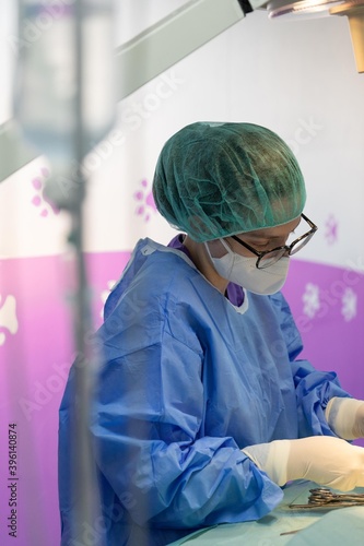 Veterinarian concentrates while performing an operation on a cat