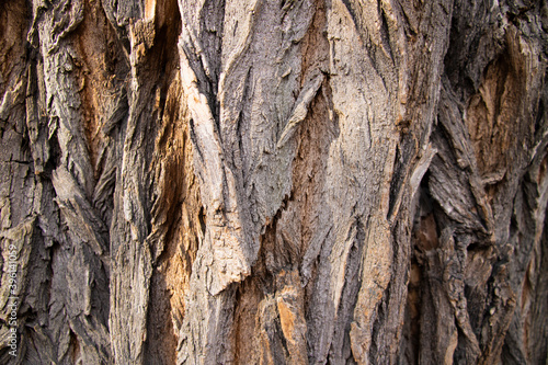 Closeup of texture background of an old oak tree bark.