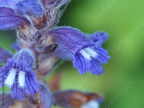 Hemp Broomrape (Orobanche ramosa)