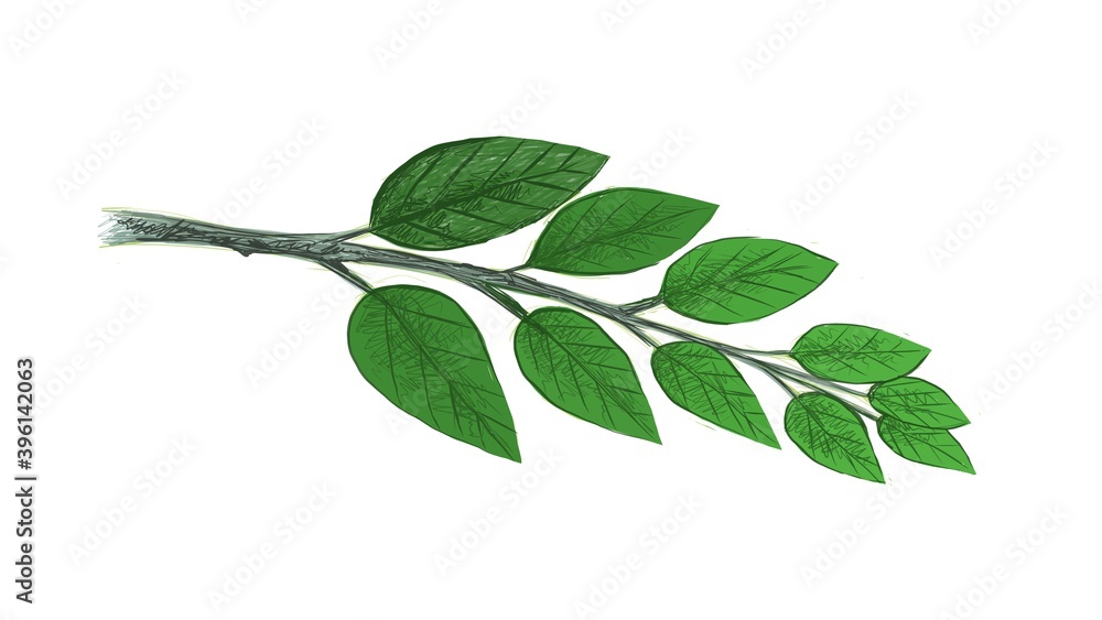 Obraz premium Illustration of Beautiful Fresh Green Leaves Isolated on A White Background. 